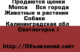 Продаются щенки Мопса. - Все города Животные и растения » Собаки   . Калининградская обл.,Светлогорск г.